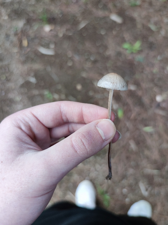 Identificazione di un fungo